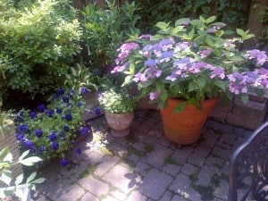 Garden_theridgewoodblog.net