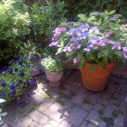 Garden_theridgewoodblog.net