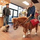 GUIDE HORSE 156.JPG