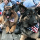 ridgewood_4th_parade_rescuedogs_theridgewoodblog.net
