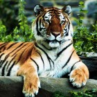 tiger-regal_theridgewoodblog.net