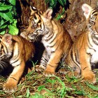 Panthera tigris sumatrae Sumatran tiger