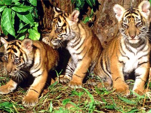 Panthera tigris sumatrae Sumatran tiger
