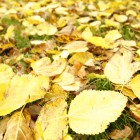 fallleaves_artchick.biz
