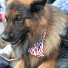 ridgewood_4th _parade_dog1_ theridgewoodblog.net