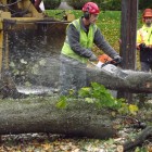 first_tree_Fell_theridgewoodblog.net