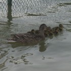 Graydon_Ducks_theridgewoodblog.net_