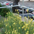the bear 008