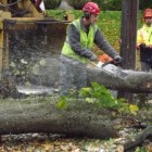 first_tree_Fell_theridgewoodblog.net_2-300x225