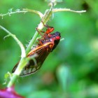 0525L_cicada2_60p
