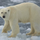 724polar_bear