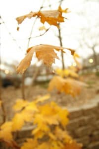 fall artchick.biz