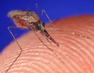 mosquito theridgewoodblog.net