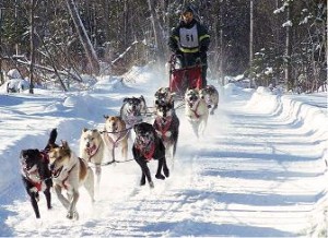 sled-dogs-10