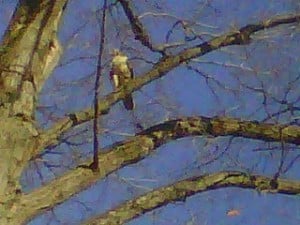 eagle2_theridgewoodblog.net