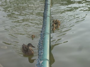 Graydon_Ducks2_theridgewodblog.net_