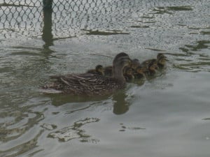 Graydon_Ducks_theridgewoodblog.net_