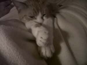 Ridgewood Veterinary Hospital’s Adopt A Pet Day – Now Twice A Year! 283157_112388508858659_7610168_n