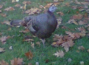 Turkey_theridgewoodblog.net_