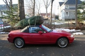 tree+car
