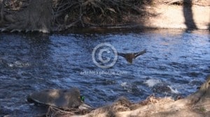 Is President Obama a lame duck already? ducksw_theridgewoodblog.net_