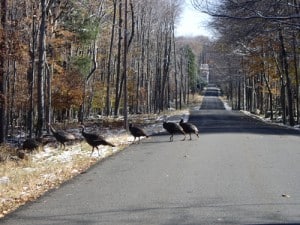 turkeys