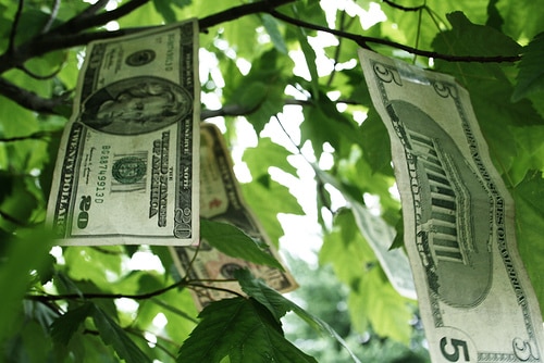 money growing on tree image 8