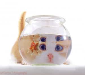 A young cat looking at a goldfish in a goldfish bowl