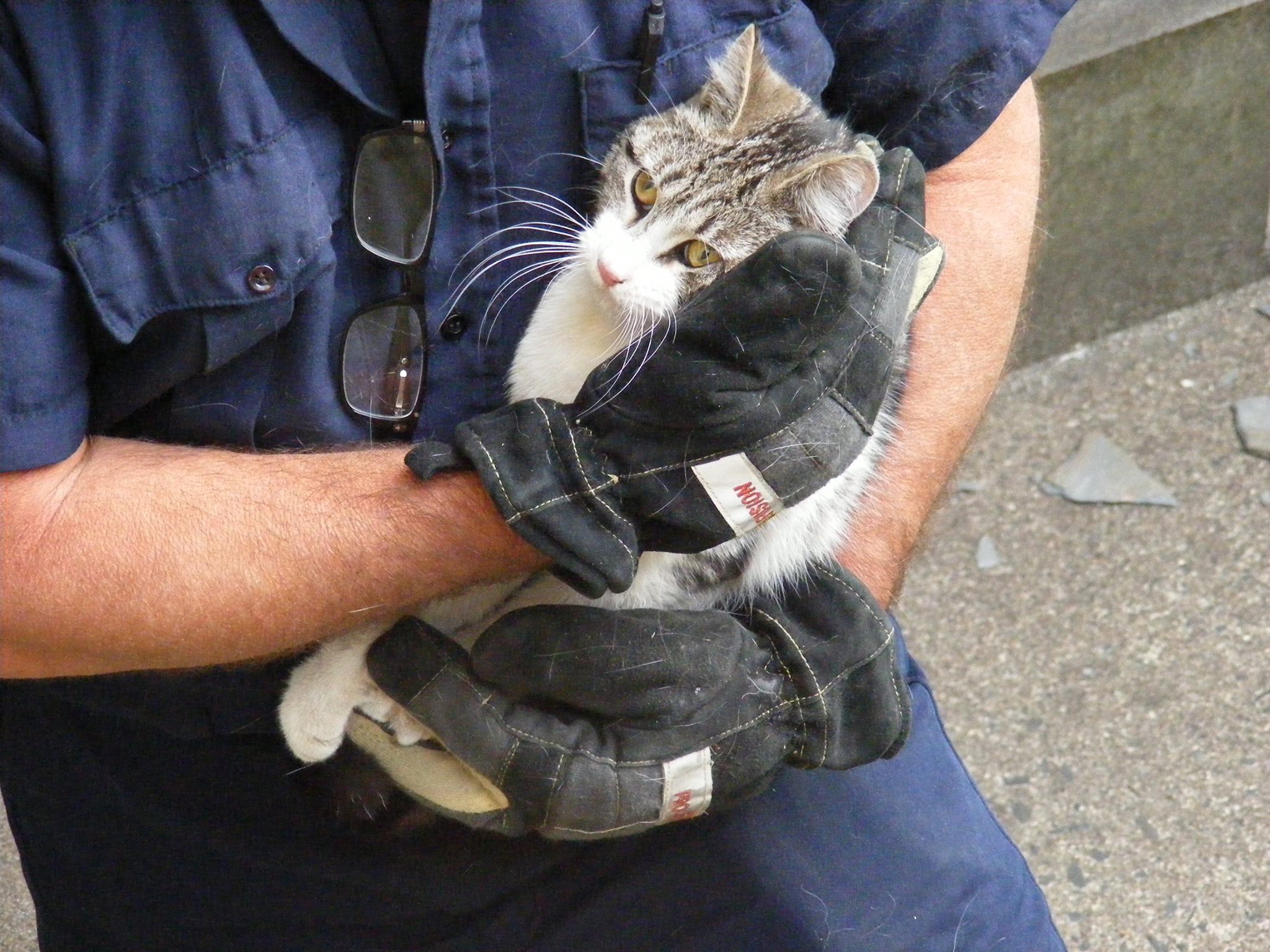 Ridgewood Firefighter rescues cat