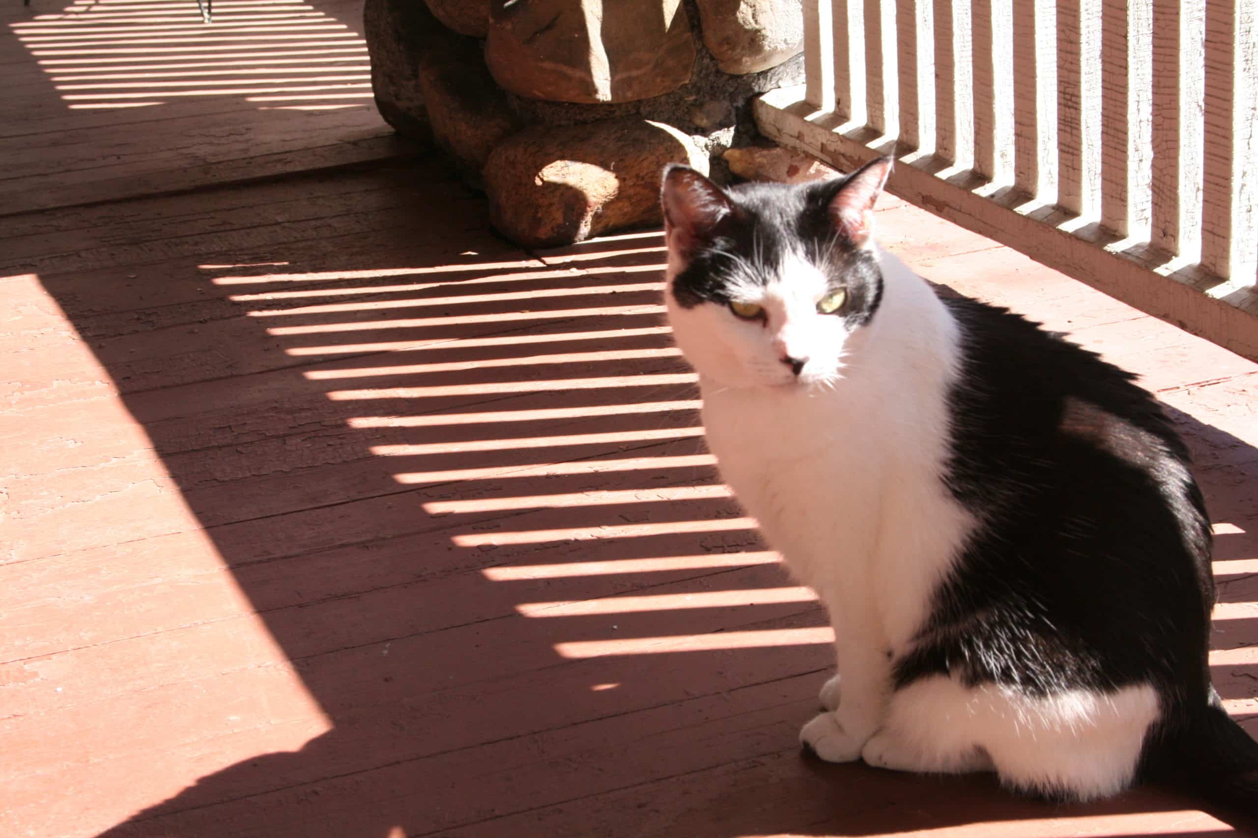 Cat on Porch Ridgewood