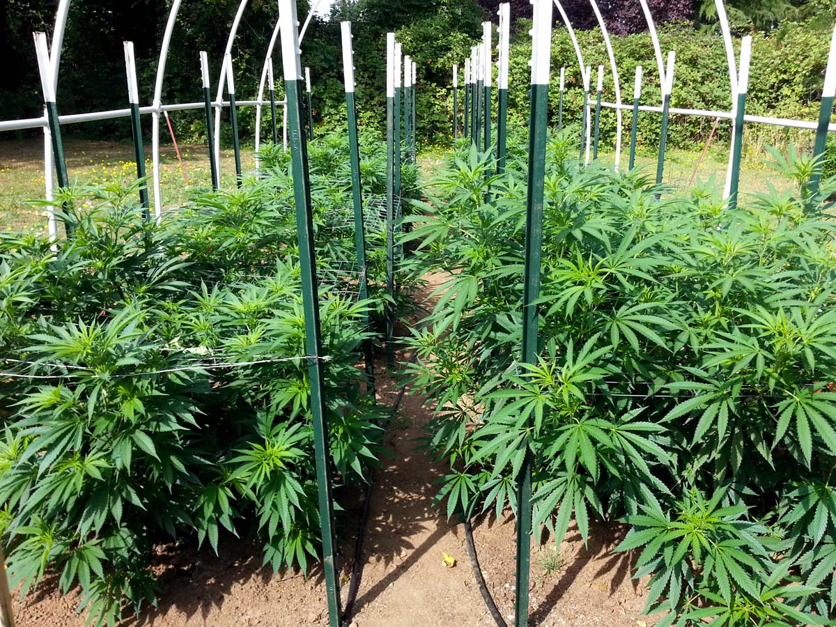 green rows beautiful outdoor marijuana under frame1