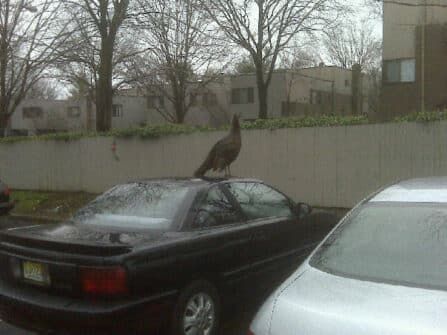 Wild Turkeys Terrorize New Jersey Just in Time for Thanksgiving 26225 1396901807209 6460495 n