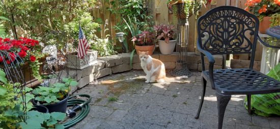 garden 4
