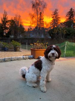 Dog Missing from Chicago Spotted at Van Saun Park Paramus 236298632 176926214508662 5501122872930687908 n