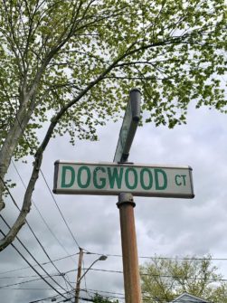 Westwood Shade Tree and DPW Plant 20 Trees in Two Days 344802479 921393795849137 96073654695610591 n