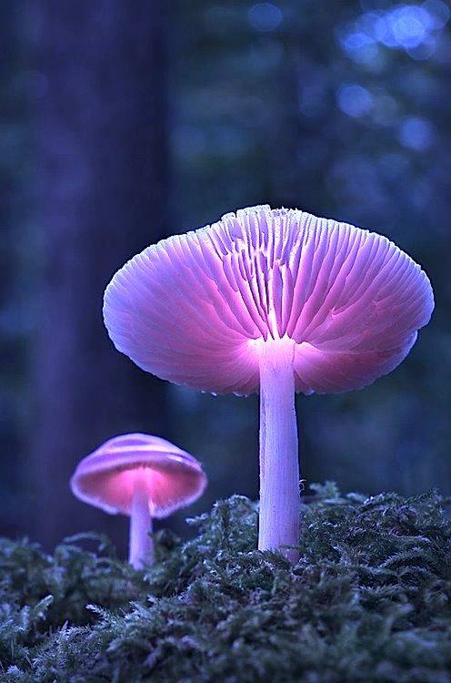 Medical Benefits of Magic Mushrooms: Exploring Therapeutic Uses 18119172 774479096045343 7919417953426151377 n