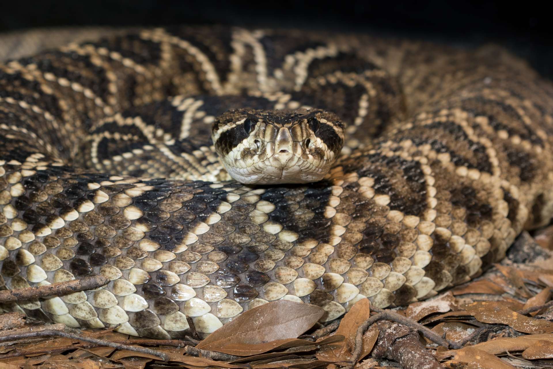 easterndiamondbackrattlesnake ZA 0615 3846082268