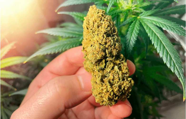 London Pound Cake: Detailed Guide & Where to Buy It Online London Pound Cake Strain Appereance 420544135