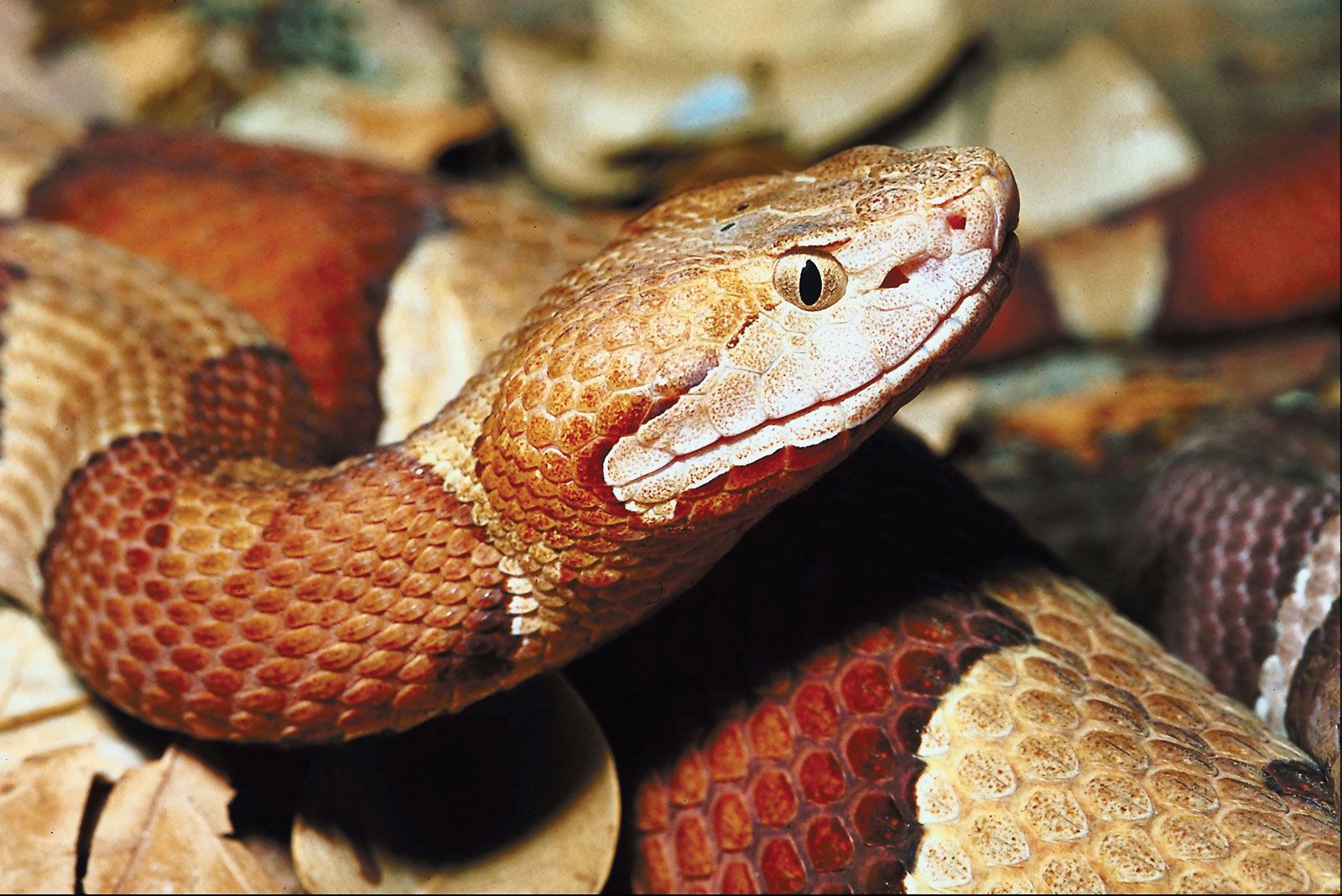 Copperhead 3811597798