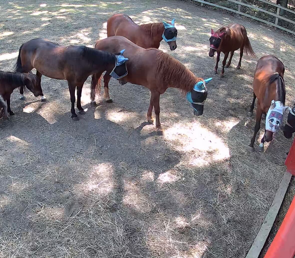Caring for Mustangs in the Heat: Unbridled Heroes Project Shares Extreme Weather Protocols 509742564 18492049180067708 4619649740927995164 n