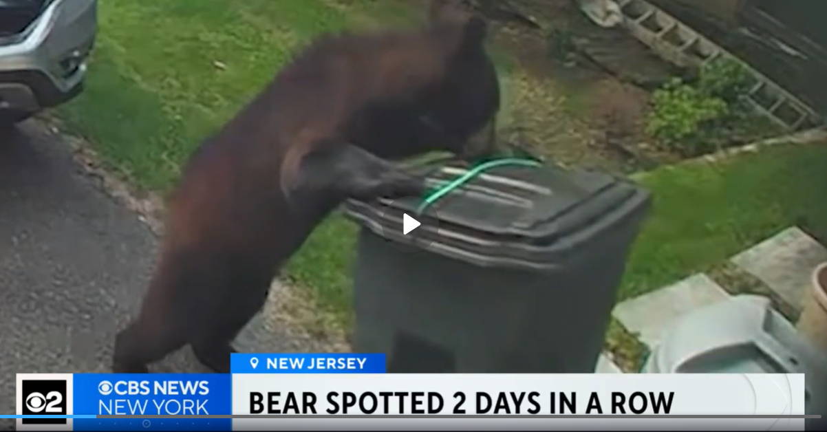 Ridgewood's Fuzziest Fugitive: Black Bear Spotted Roaming Suburbs Like a Furry, Four-Legged Tourist Screenshot 2025 06 08 071914