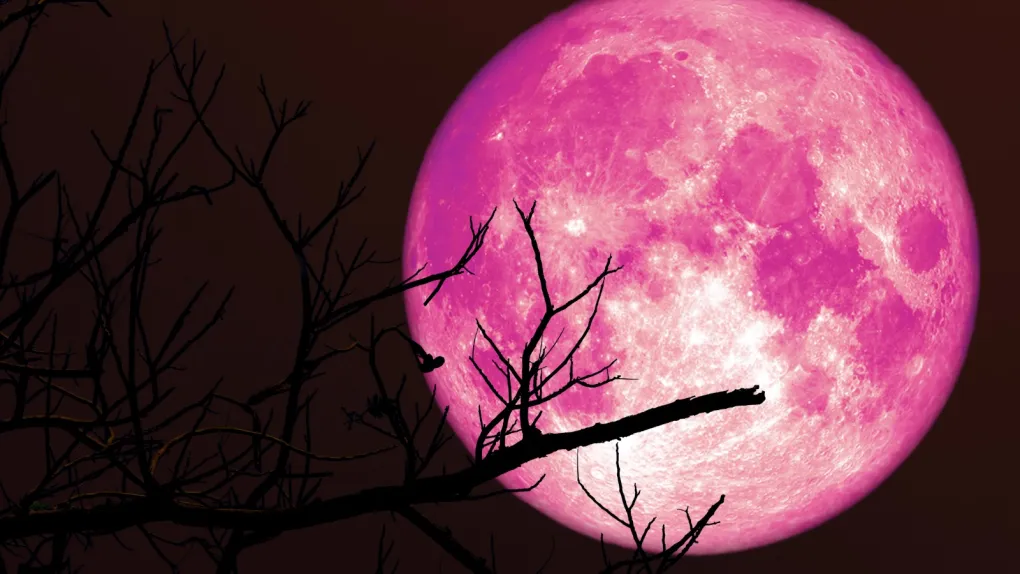 Strawberry Moon 2025: June’s Full Moon to Shine Brightly During Rare Lunar Standstill strawberry full moon behind a tree branch