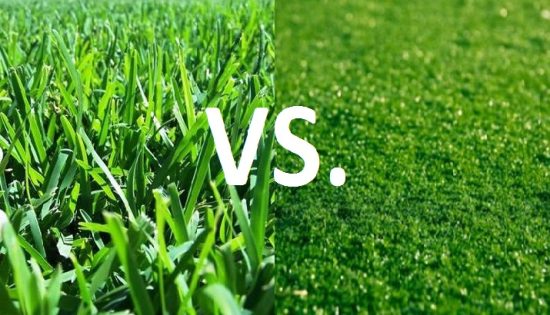 turfgrass 622797783