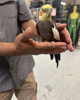 Lost in Ridgewood: A Feathered Fugitive on the Loose! 524346246 1166839405481421 8963818060129208822 n
