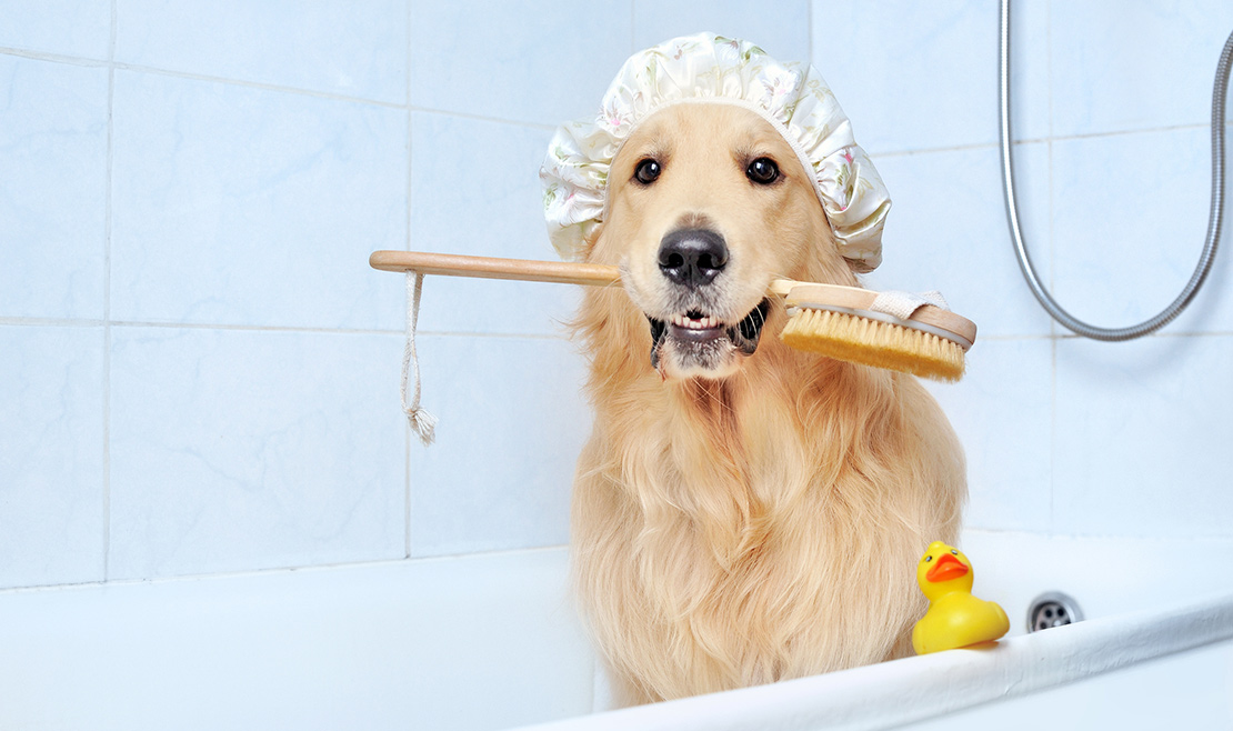 The Hidden Benefits of Dog Bathing: More Than Just a Clean Coat blog bathing your pet at home 126185549