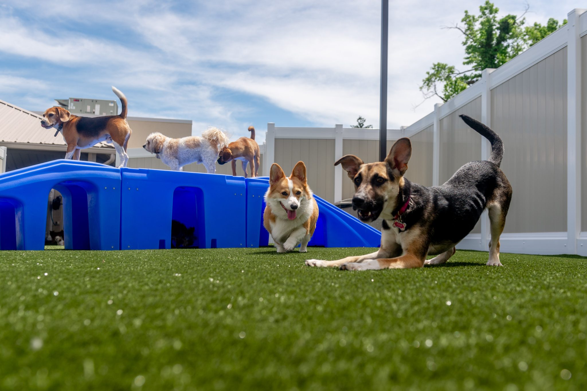 Dogs at Daycare in Fanwood 149614329 scaled