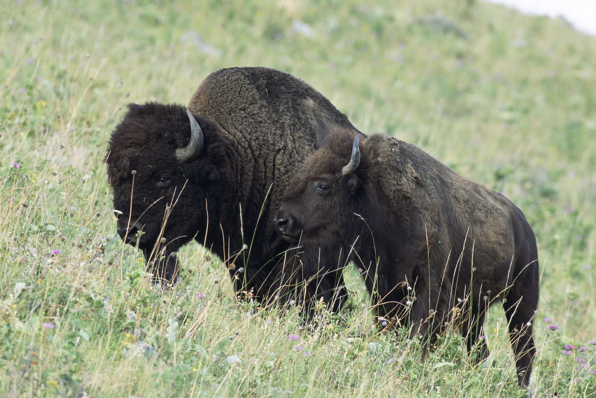 America’s Natural Treasures: Best States to See Wildlife in Action american bison bison 824554020 scaled