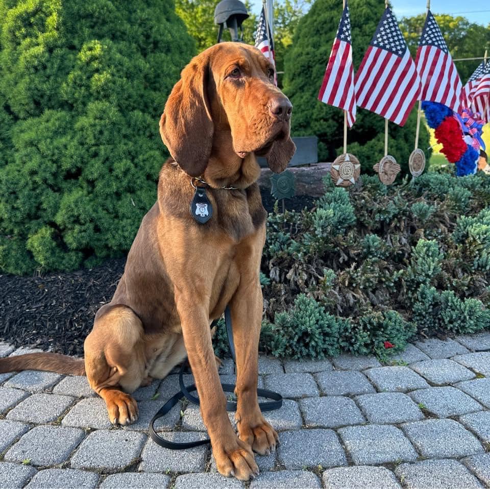 487296496 1101446962024759 8619062173744696928 n