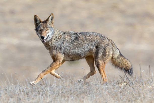 577437772 1270123375155367 5621265289754224906 n