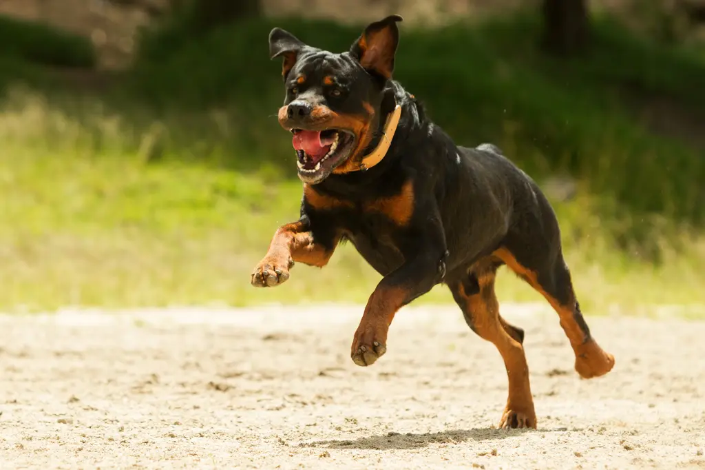 rottweiler stock